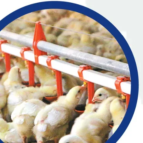 Broiler chicks drinking from a Poultry Solutions nipple drinking line in a customer house