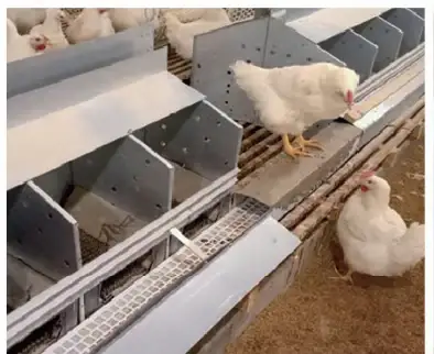 Breeder hens entering the automatic laying nest