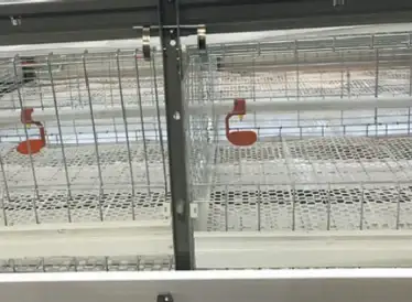 Cage interior with drinking line and slat floor
