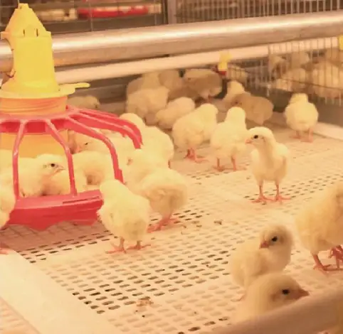 Day-old chicks feeding on the plastic slat floor
