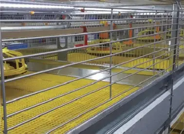 Yellow plastic slat flooring inside the broiler house