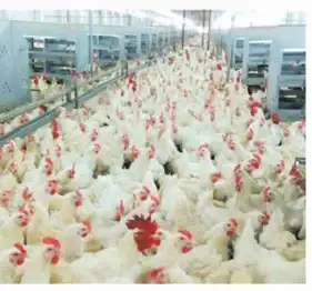 Breeder flock feeding from the chain feeding system
