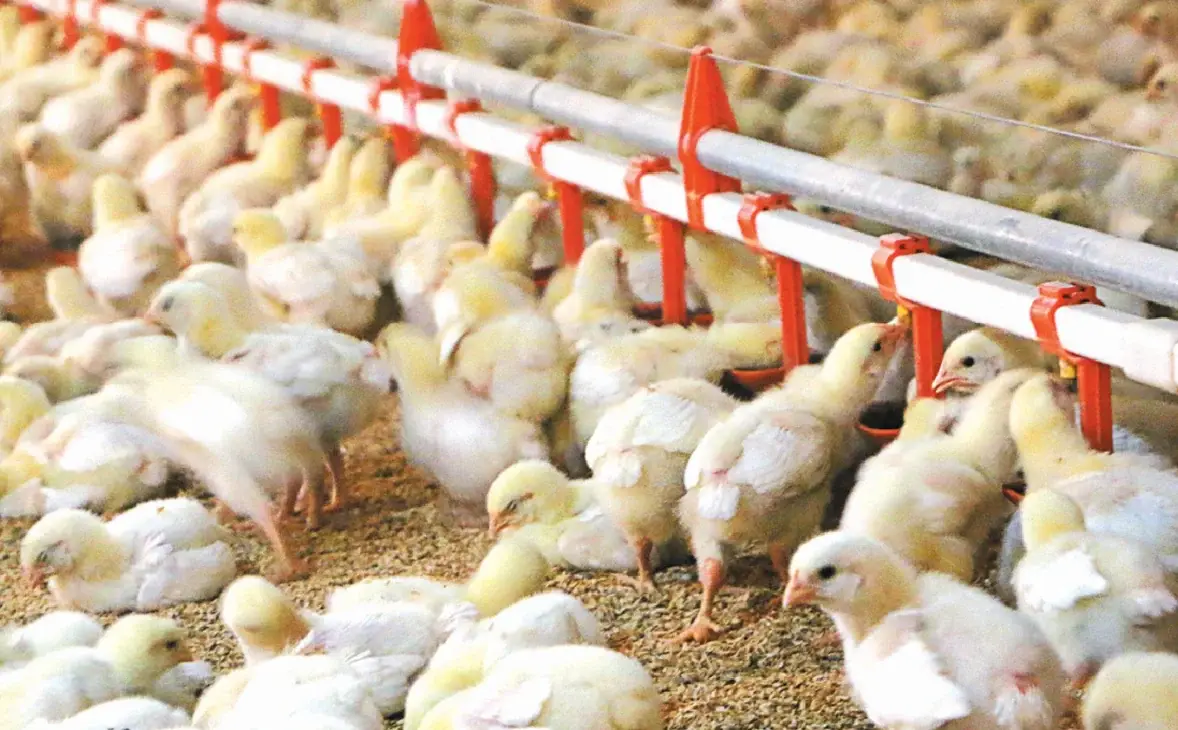 Broiler chicks drinking from a HAS nipple drinking line