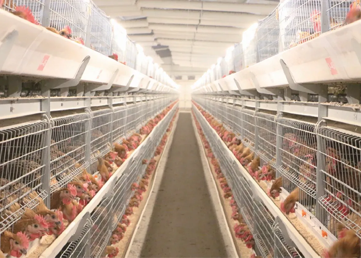 Single-row manual harvesting broiler cage house