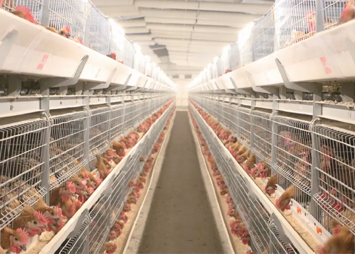 Single-row manual harvesting broiler cage house