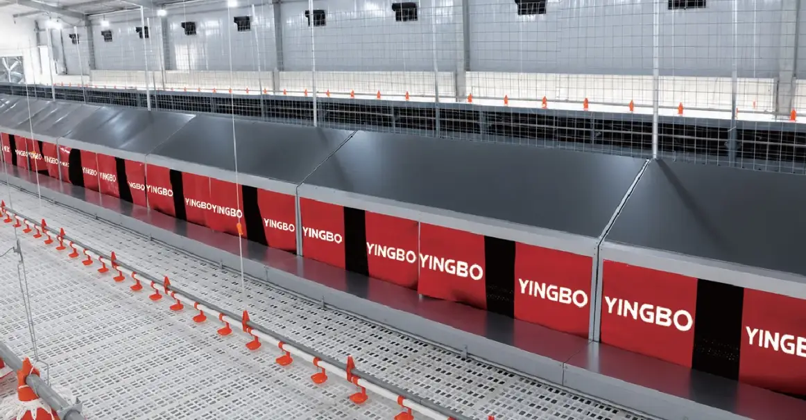 Automatic laying nest line installed in a breeder house