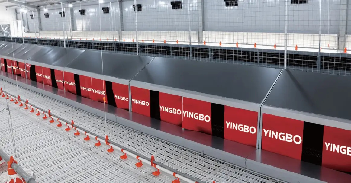 Automatic laying nest line installed in a breeder house