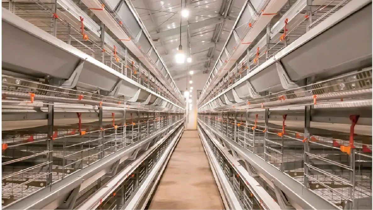 H-Type layer cage rearing system installed in a poultry house