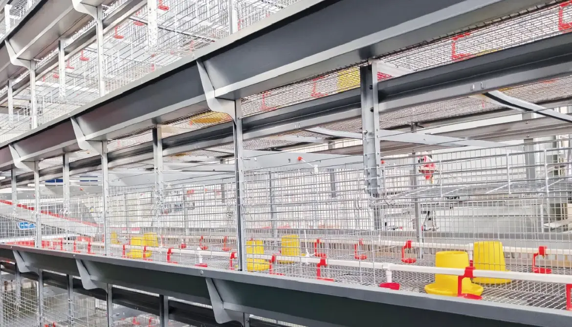 H-type automatic brooding cage system for pullets
