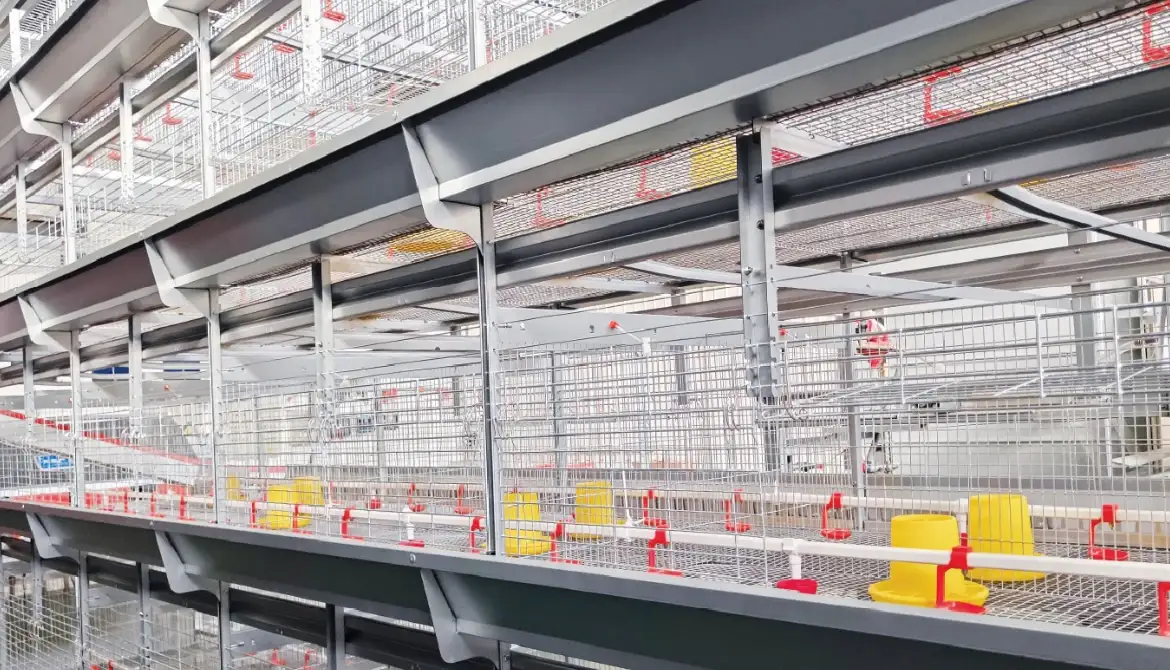 H-type automatic brooding cage system for pullets