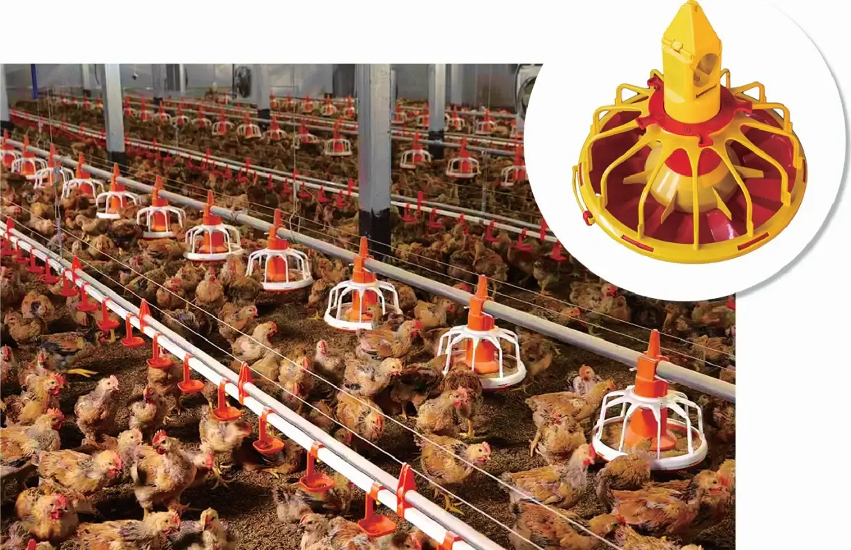 Automatic pan feeding system running in a broiler house
